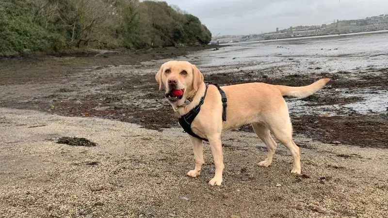 Dasselbe Foto vom Labrador, jetzt breiter, mit mehr Strand und Wasser drumherum