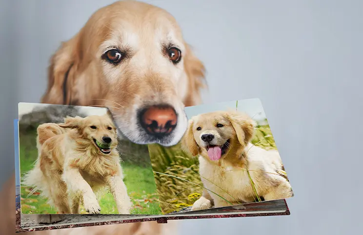 Hardcover Personalised Photo Books by Printerpix|Custom-printed Printerpix photo album with hardcover and large photos of an older couple|Personalised photo album book with romantic pictures of a couple and photo cover|Family photo album with custom cover and family name|Pet and woman looking at personalised family photo album with custom design|Two people looking at a Printerpix photo album with wedding photos and bride|||||